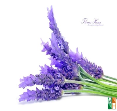 Tranh dán tường nhập khẩu Hàn Quốc hoa lavender FW - 120